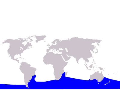 distribucion de la  ballena franca austral