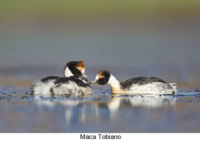 maca tobiano