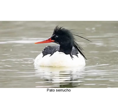 Pato serrucho