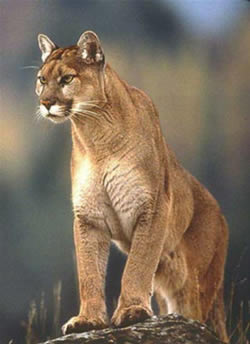 puma argentino