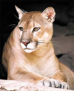 puma argentino