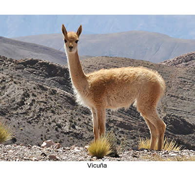 vicuña