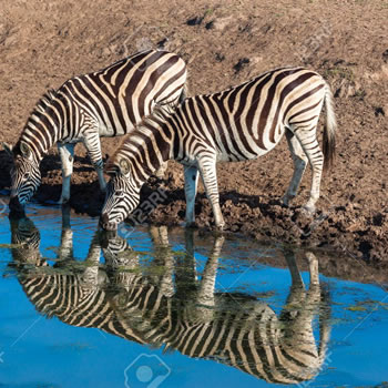 animales en biosfera