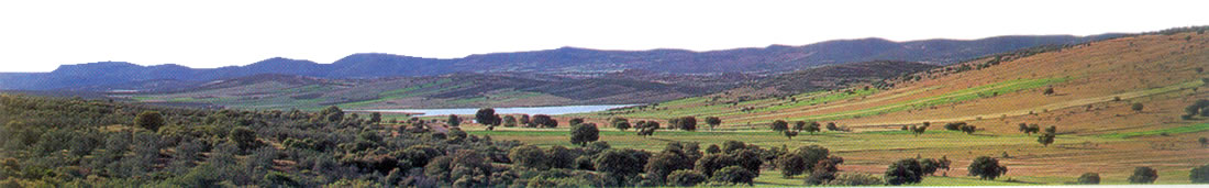 BOSQUE MEDITERRÁNEO