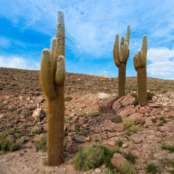 plantas en biosfera