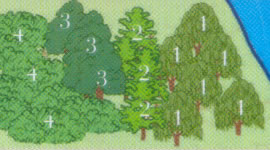realizar transecto 3