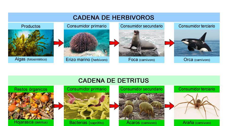 cadenda detritus