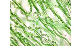  Cianobacterias. Organismos unicelulares procariotas componentes del plancton de los ecosistemas acuáticos.