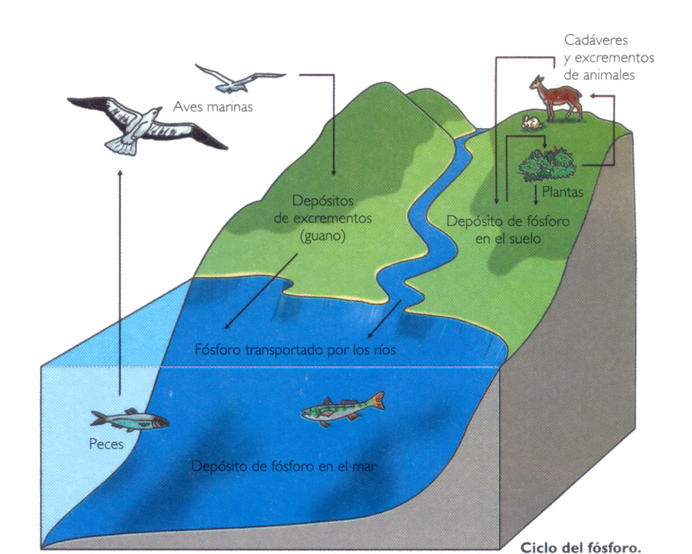 ciclo del fósforo es un ciclo biogeoquímico que describe el movimiento de este elemento químico en un ecosistema.