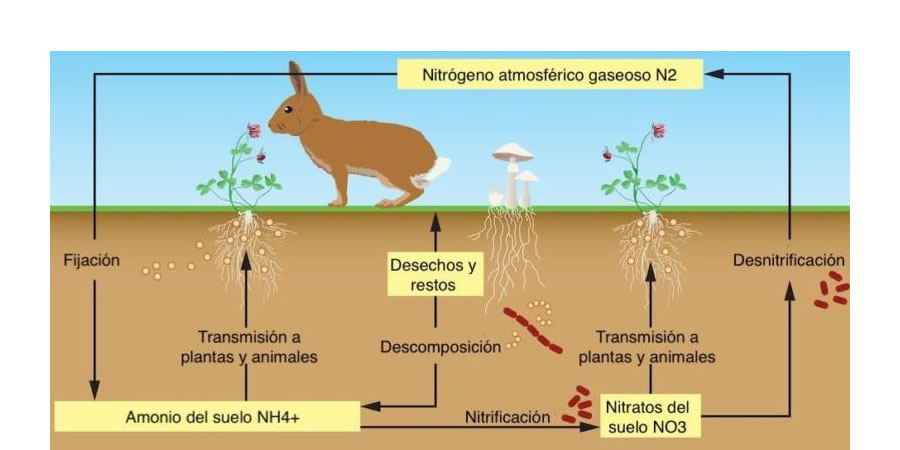  ciclo del nitrógeno