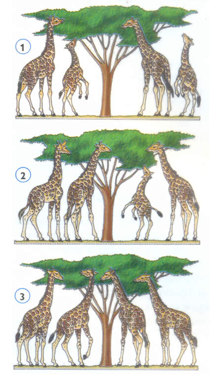 Esquema de la evolución de las jirafas, según Darwin.
