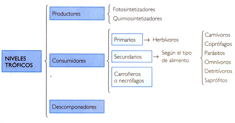 estructura trofica