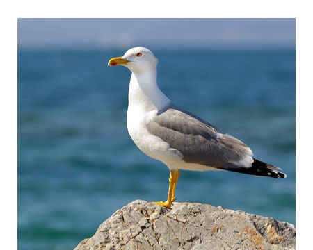 La gaviota común 