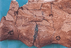 Andesaurus delgadoi