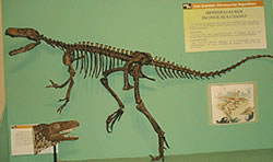 Herrerasaurus ischigualastensis