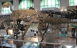 Kritosaurus australis