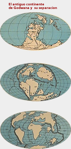 El continente de godwana y  sus separacion