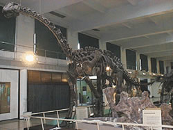 Patagosaurus fariasi en el Museo de Ciencias Naturales