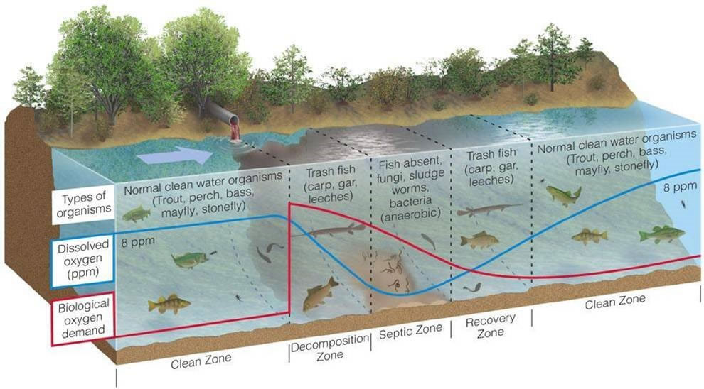 Autodepuración de un río