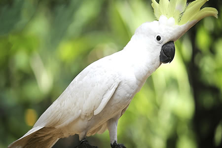 CACATÚAS 