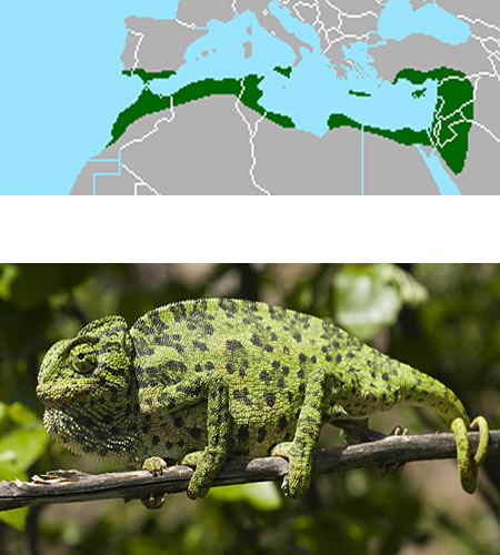 CAMALEÓN (Chamaeleo chamaeleon)