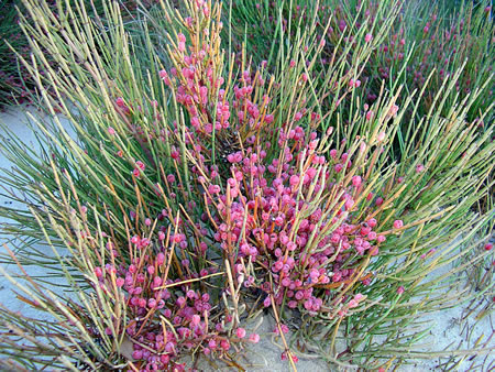 CANADILLO (Ephedra fragilis)