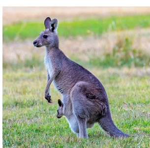 CANGURO GRIS (Macropus fulginosus)