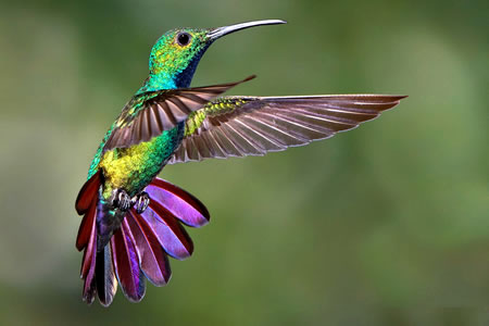 COLIBRÍES