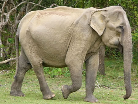 ELEFANTE ASIÁTICO (Elephas maximus)