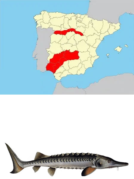 ESTURIÓN (Acipenser sturio)