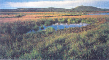 Muchas especies del género Utricularia viven en ríos, charcas o lagos, norrnalmenté en aguas tranquilas. Las especies resistentes al frío pasan el invierno en el fondo de la charca y en primavera vuelven a brotar y suben a la superficie.	