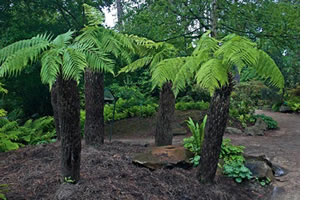 HELECHO ARBÓREO (Dicksonia antartica)