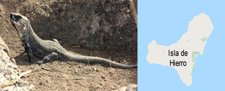 LAGARTO GIGANTE DE EL HIERRO  (Gallotia simonyi)