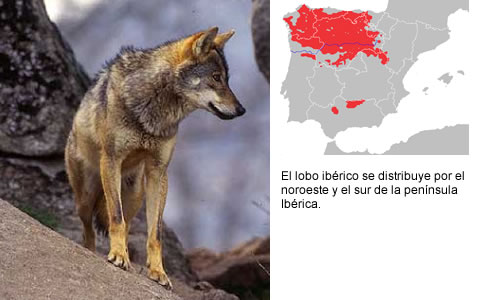 LOBO IBÃ‰RICO (Canis lupus signatus)