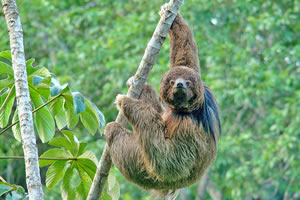 PEREZOSO DE COLLAR (Bradypus torquatus)