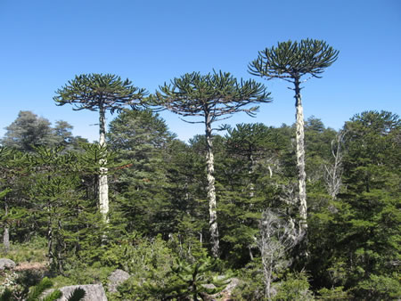 PEUHÉN (Araucaria araucana)