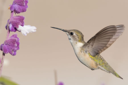 PICAFLOR DE ARICA (Eulidia yarrellii)