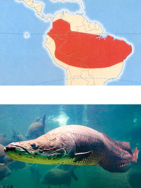 PIRARUCÚ (Arapaima gigas)