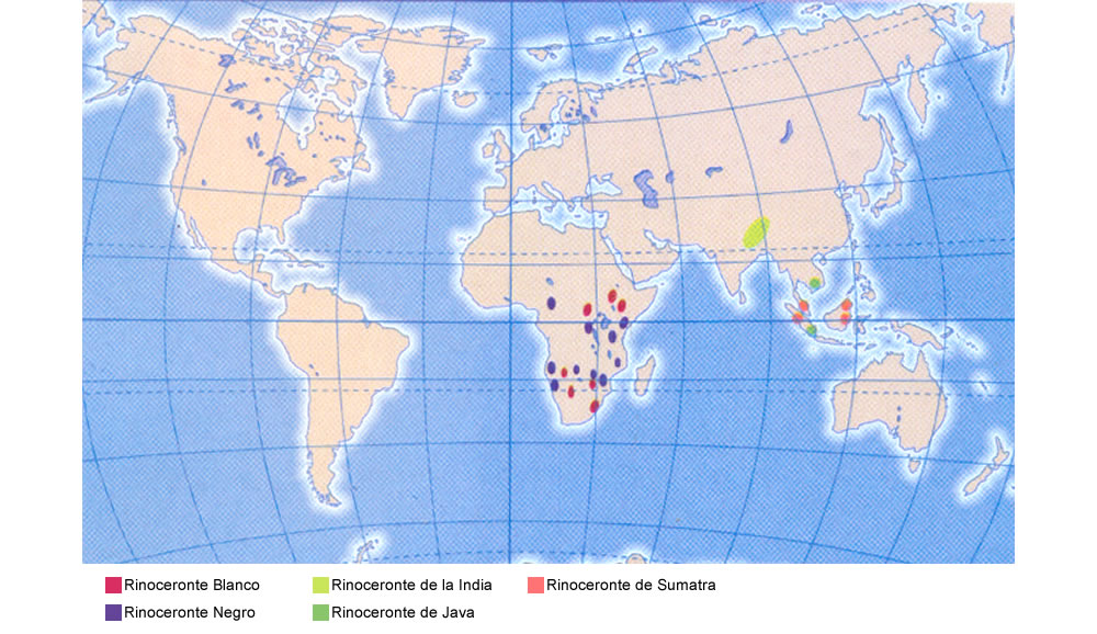 Ubicacion de los rinocerontes