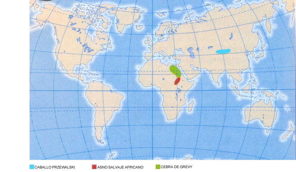  La cebra de Grevy habita en el África oriental, en la zona más septentrional del área total de dispersión de las cebras; el asno salvaje africano habita al este de África, y el caballo salvaje de Przewalski ha sido reintroducido a su estado salvaje 