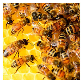 las abejas