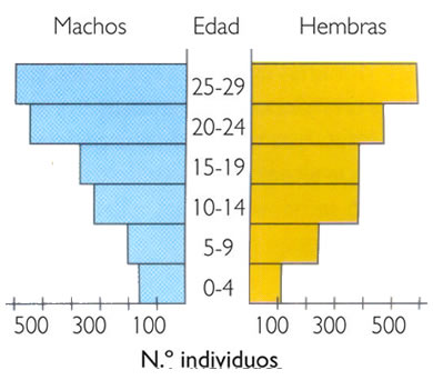 De base estrecha y cúspide ensanchada: 