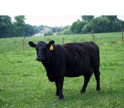 Aberdeen-Angus