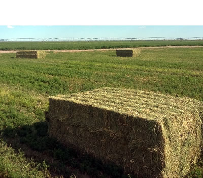 fardo de alfalfa