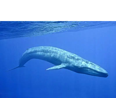 Ballena Azul