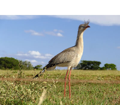 Chuña patirroja