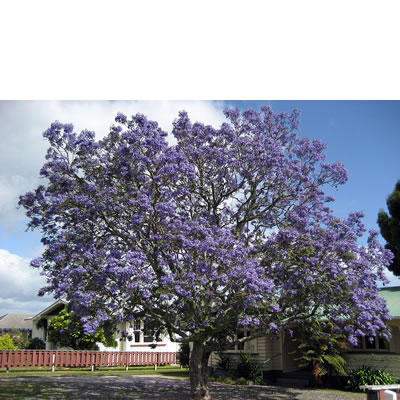 Jacaranda