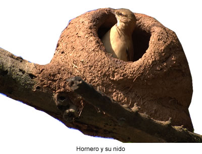 El hornero y su nido