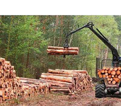 producción forestal en argentina