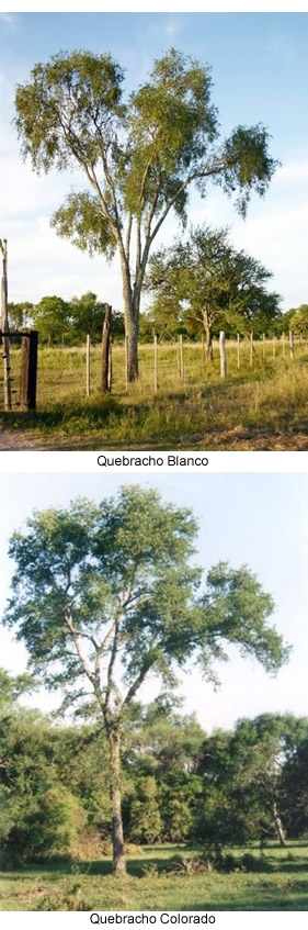 Quebracho colorado y  Quebracho blanco